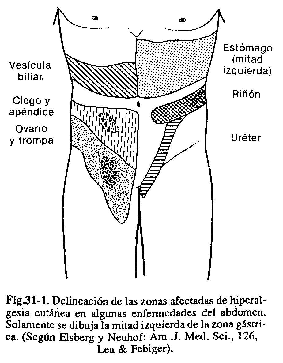 abdomen01