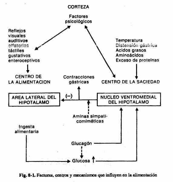 anorexia