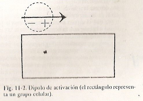 ecg02