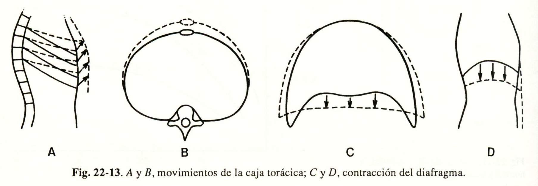 espiro13