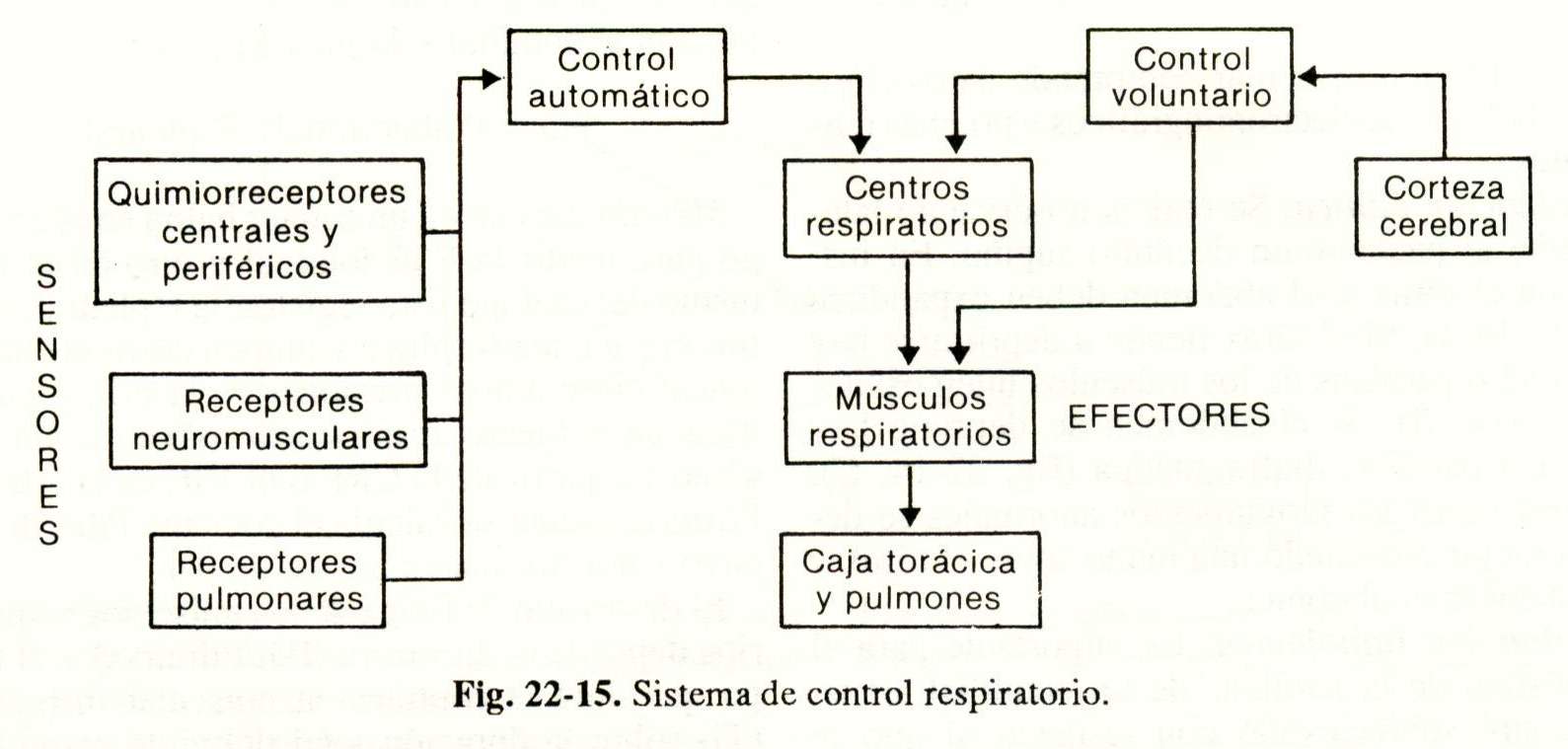 espiro15