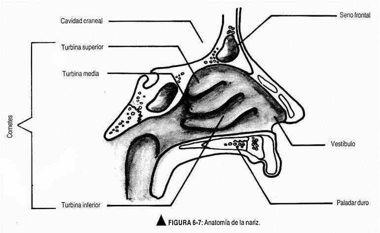 excabeza07