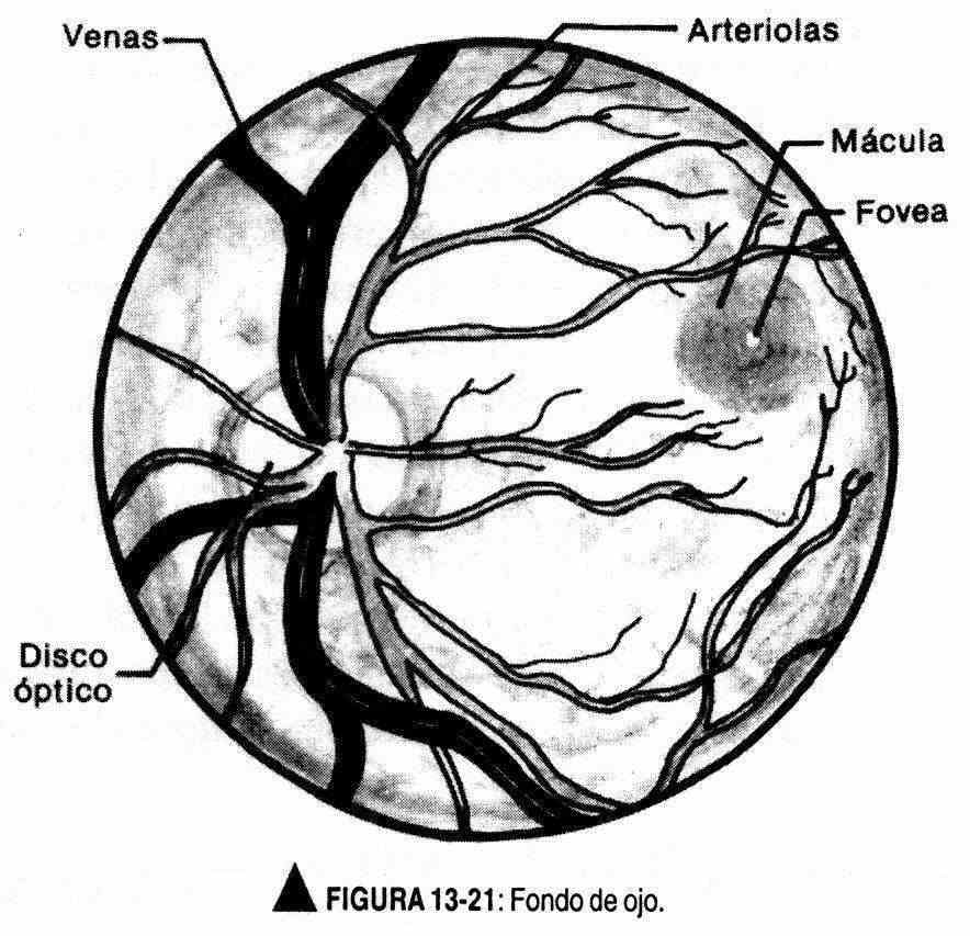 exneuro18