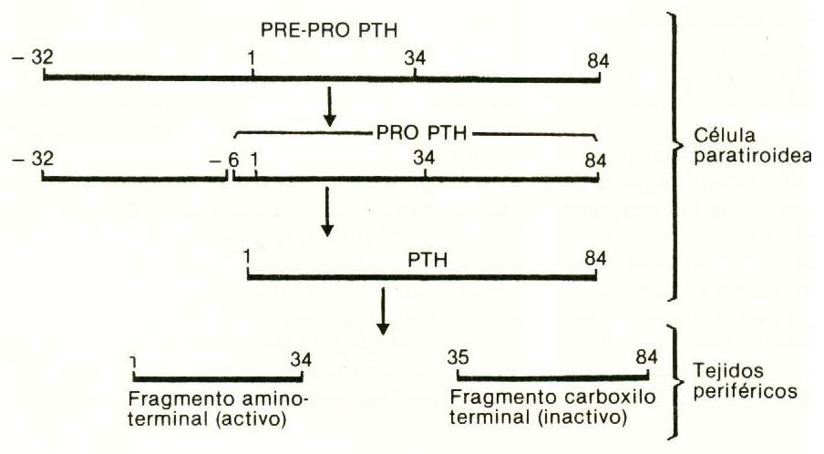 hiperpara02